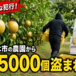 卑劣な犯行!うきは市の農園から梨5000個盗まれる 梨の盗難事件 速報